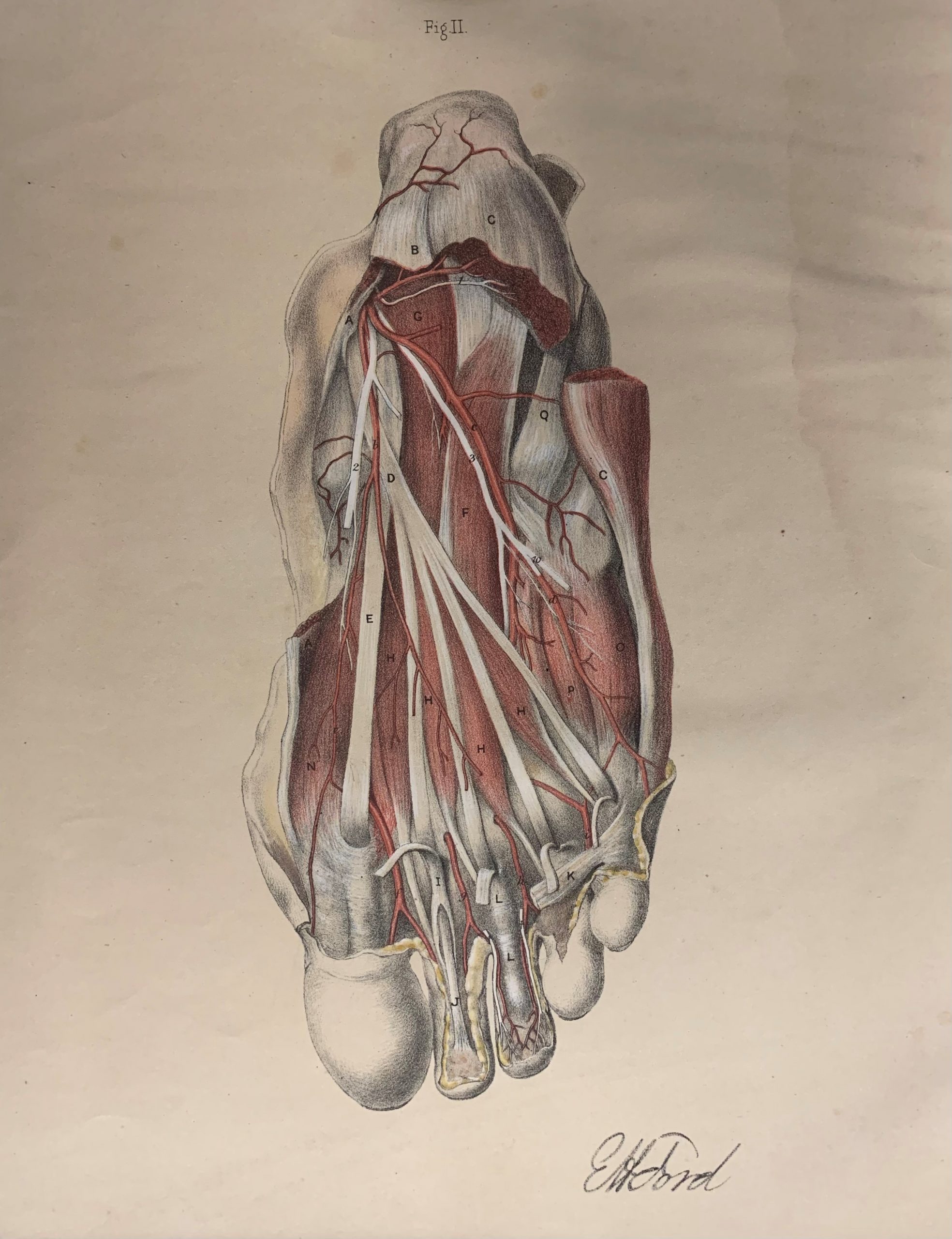 Hhb-1-16-1 Illustrations Of Dissections – Sole Of The Foot - Highland 