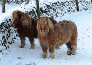 Snowy ponies